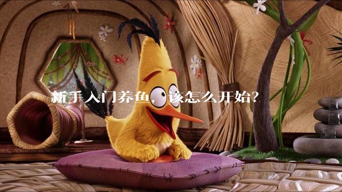 新手入门养鱼，该怎么开始？